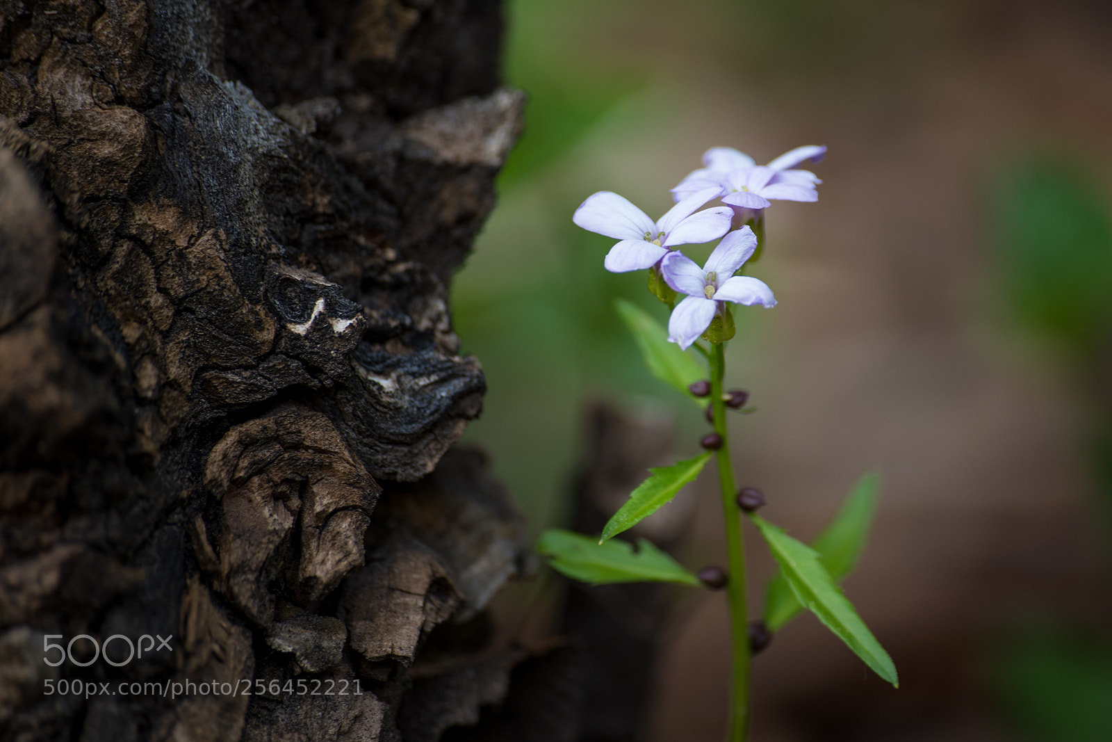 Nikon D750 sample photo. Small flower photography