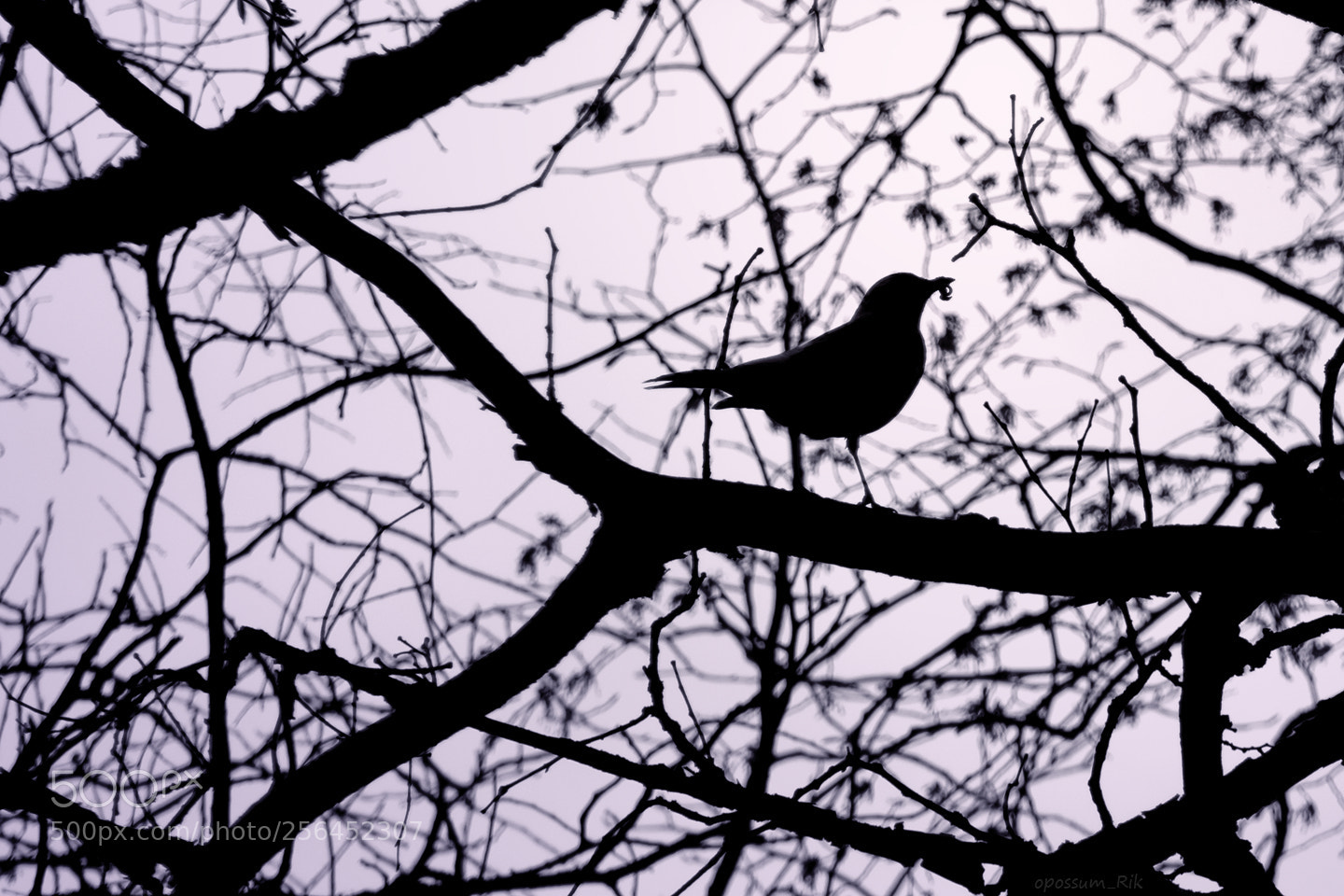 Panasonic Lumix DMC-FZ1000 sample photo. Silhouettes photography