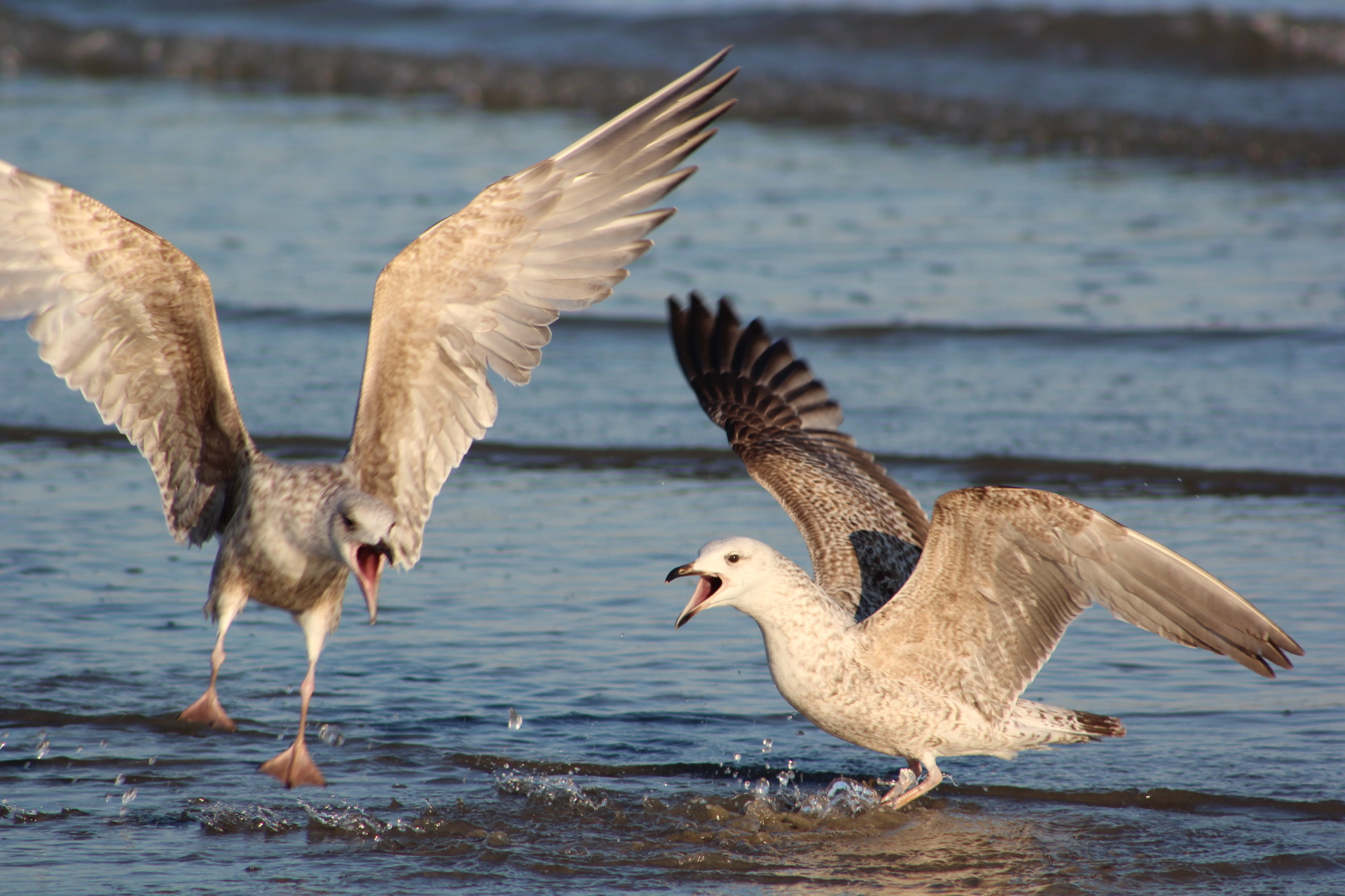 Canon EF 75-300mm f/4-5.6 sample photo. Life photography