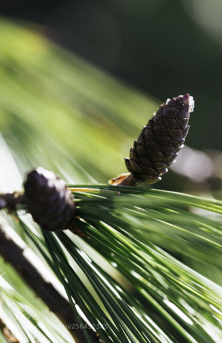 Nikon D600 sample photo. 180504 photography