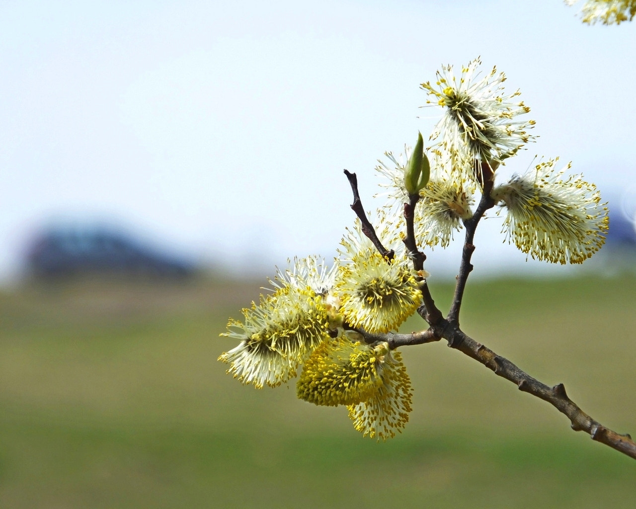 Fujifilm FinePix HS50 EXR sample photo. Willow blossoms photography