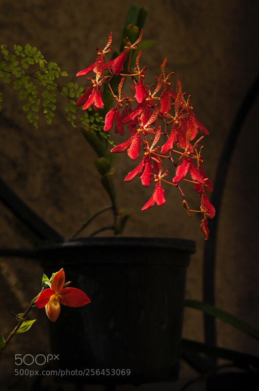Nikon D300S sample photo. Warm spring  photography