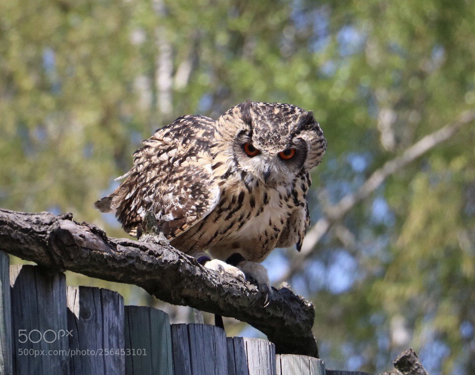 Canon EOS 750D (EOS Rebel T6i / EOS Kiss X8i) sample photo. Predator... photography