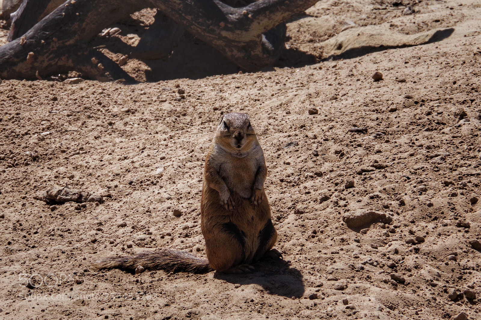 Pentax K-70 sample photo. Cape ground squirrel face photography