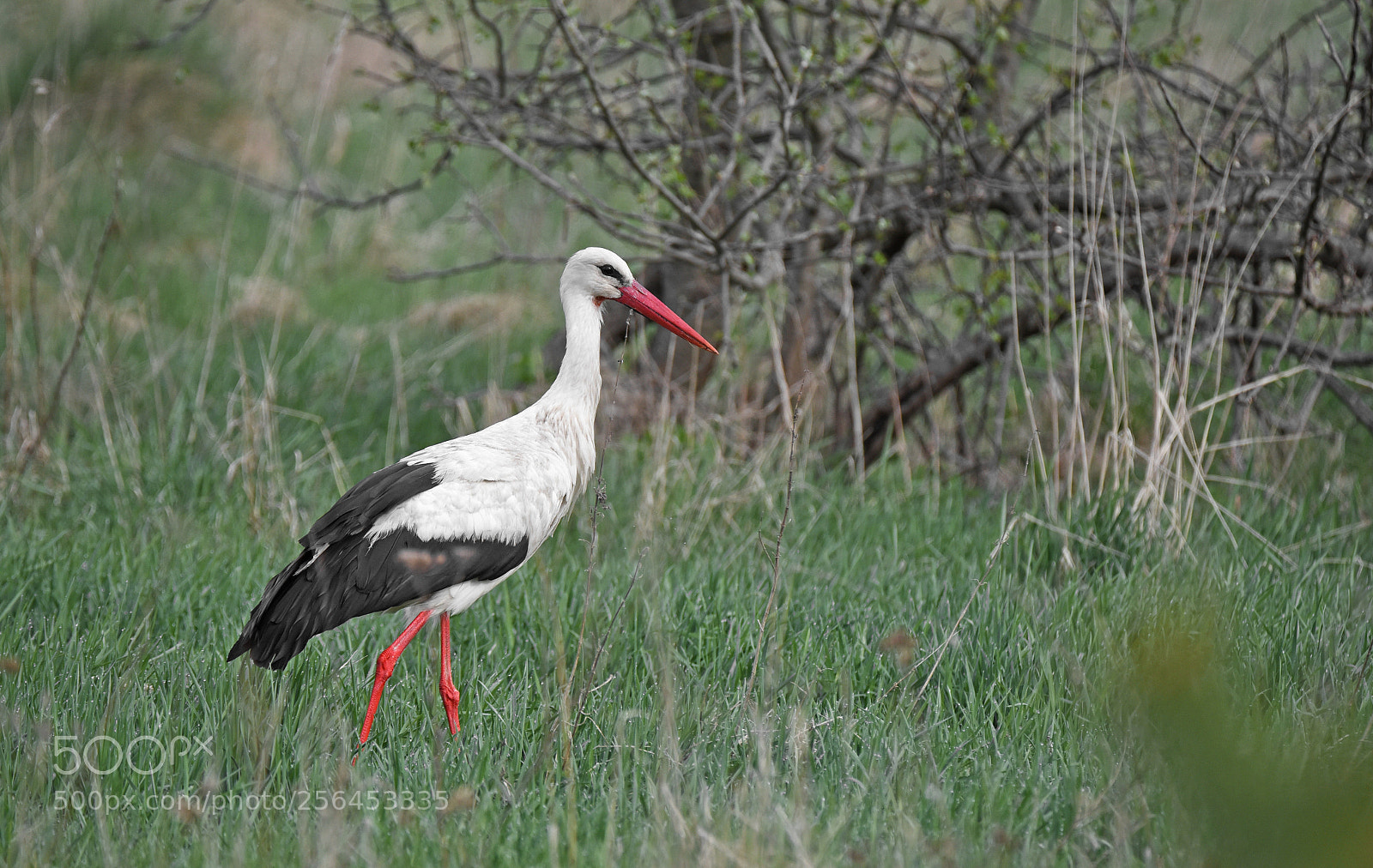 Nikon D750 sample photo. Baltasis gandras lot. ciconia photography