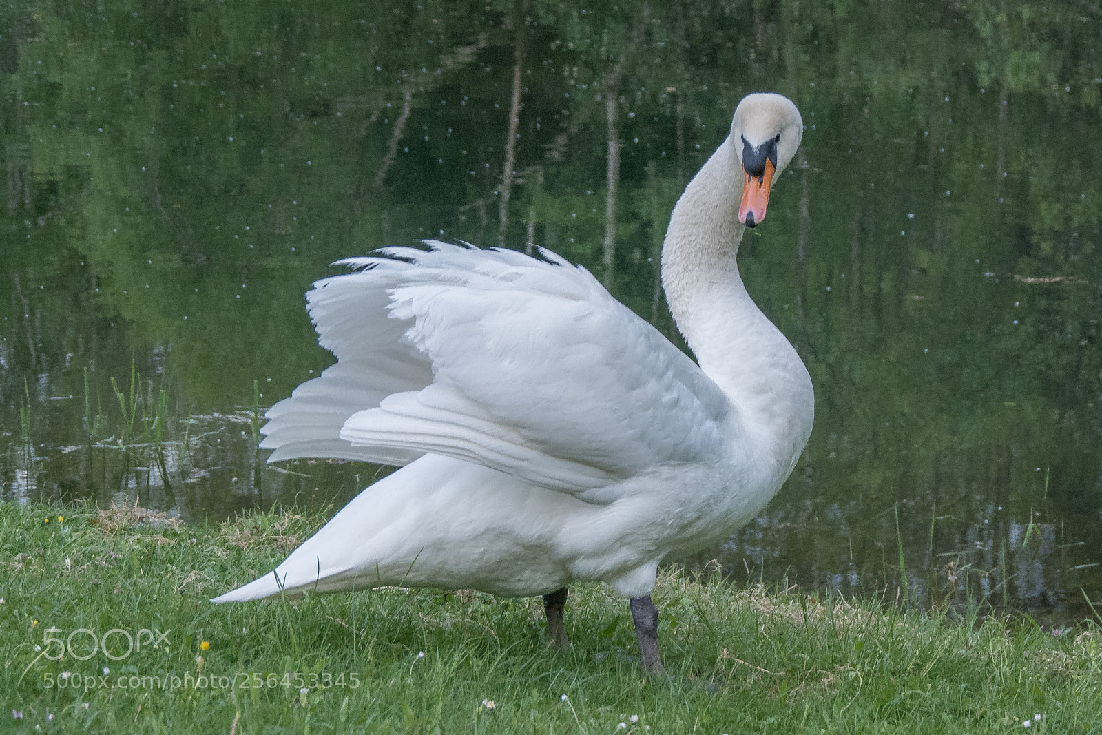 Panasonic DMC-G70 sample photo. Wings photography