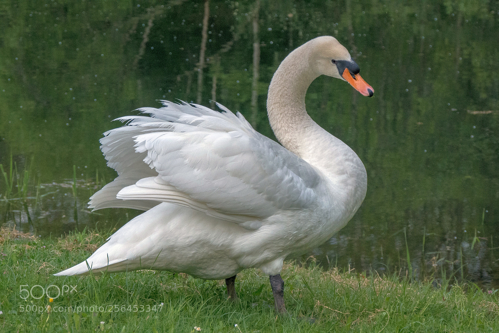 Panasonic DMC-G70 sample photo. Wings photography