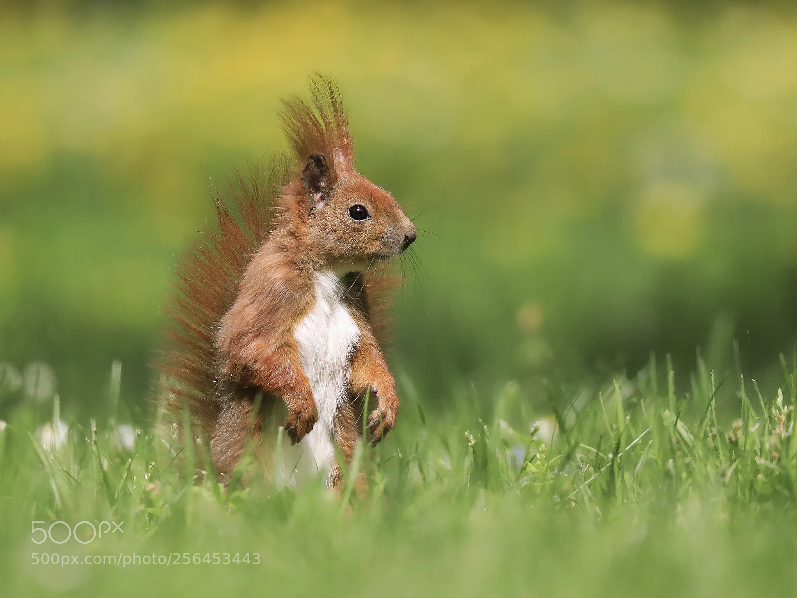 Canon EOS 5D Mark IV sample photo. Squirrel photography