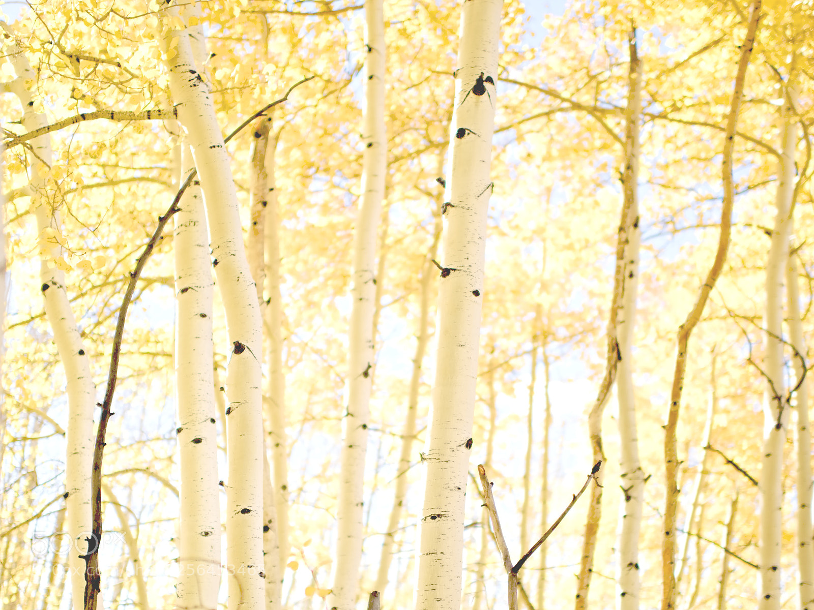 Nikon D810 sample photo. Aspen glow photography