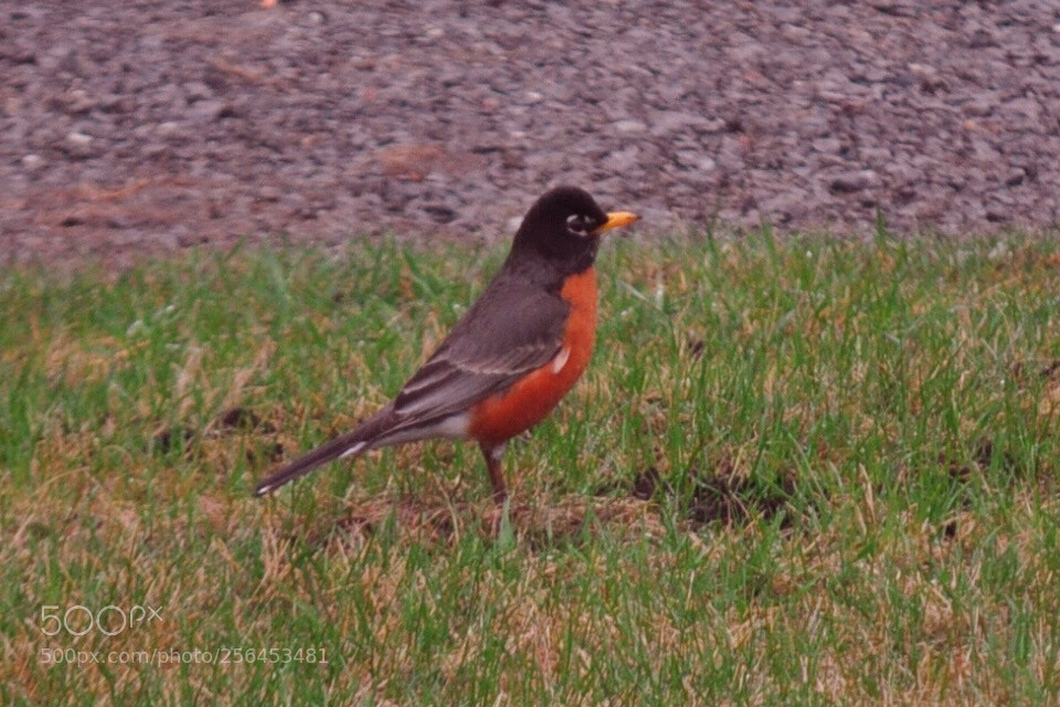 Nikon D5000 sample photo. Spring visitor photography