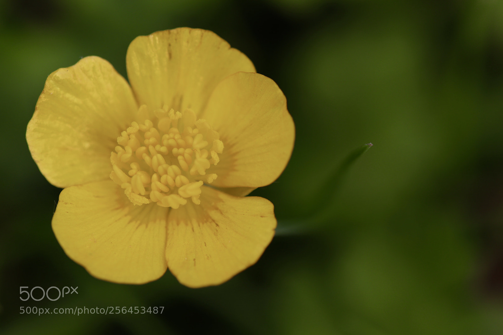 Canon EOS 77D (EOS 9000D / EOS 770D) sample photo. Simplement! photography