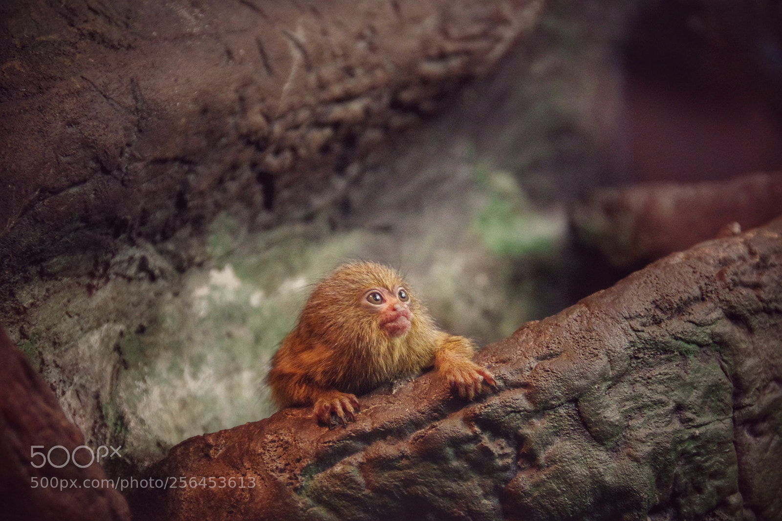 Pentax K-70 sample photo. Pygmy marmoset seems focused... photography