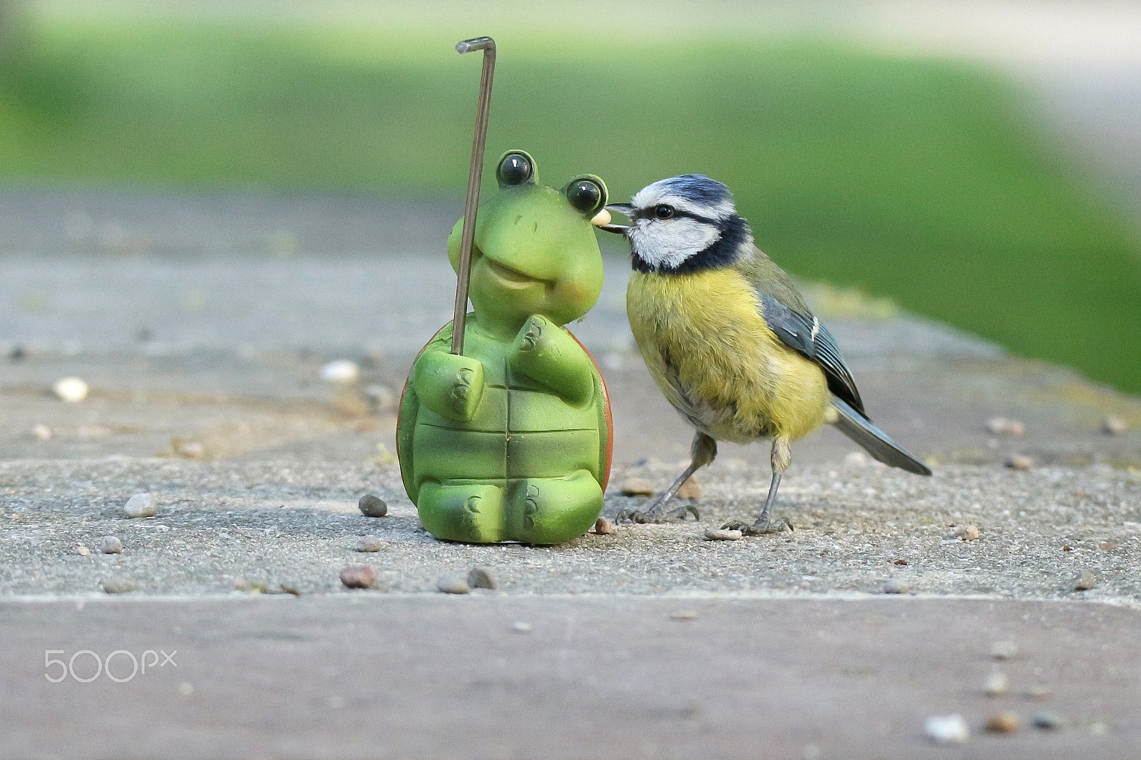 Canon EOS M10 + Canon EF-M 55-200mm F4.5-6.3 IS STM sample photo. Cute attack on a turtle photography