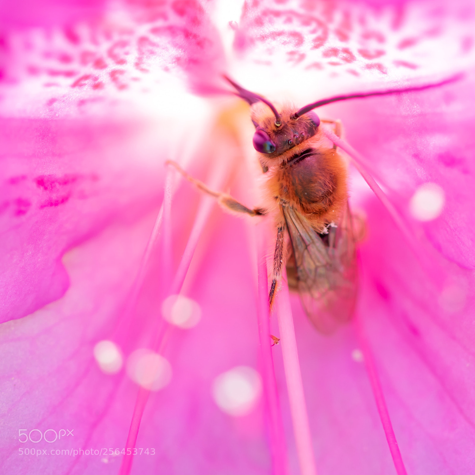 Canon EOS M5 sample photo. Flower color's honey bee photography