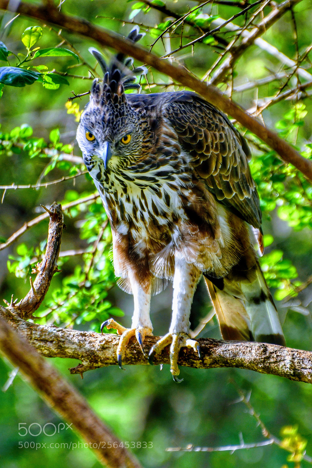 Nikon D7500 sample photo. Eagle of sri-lanka photography