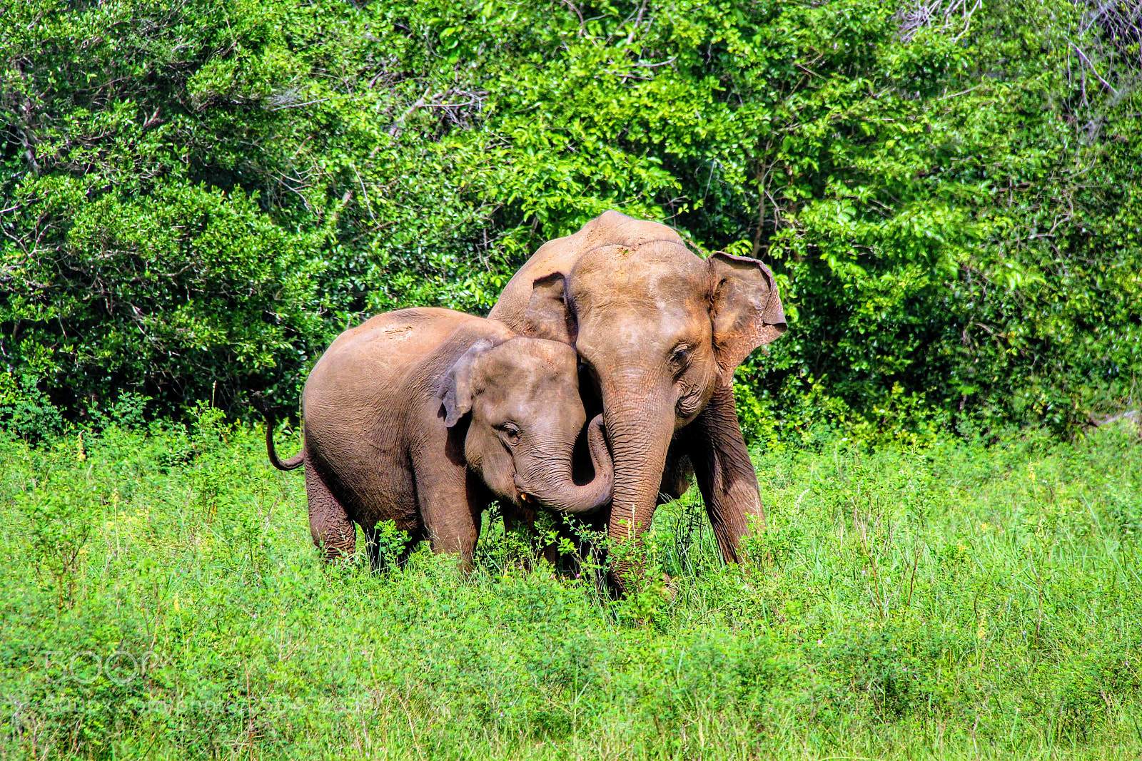 Canon EOS 700D (EOS Rebel T5i / EOS Kiss X7i) sample photo. Elephants of sri-lanka photography