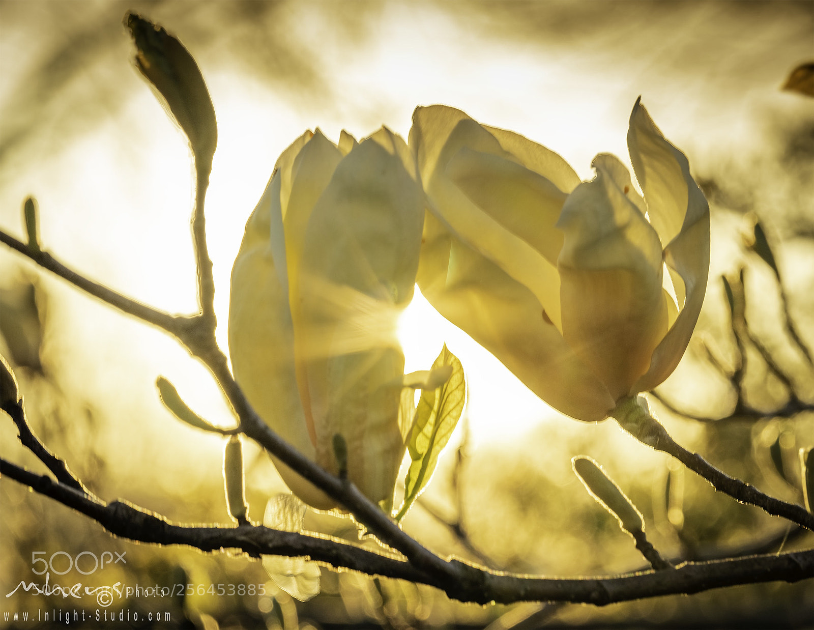 Nikon D850 sample photo. Untitled photography