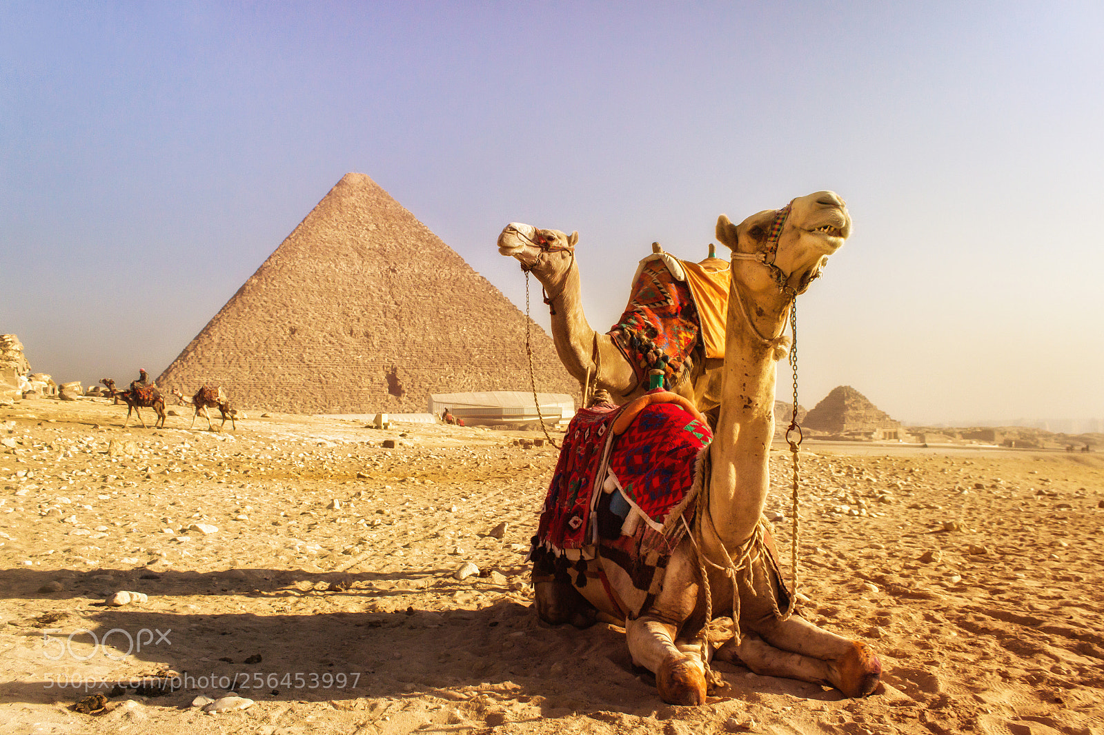 Canon EOS 600D (Rebel EOS T3i / EOS Kiss X5) sample photo. Camels in egyptian pyramids photography