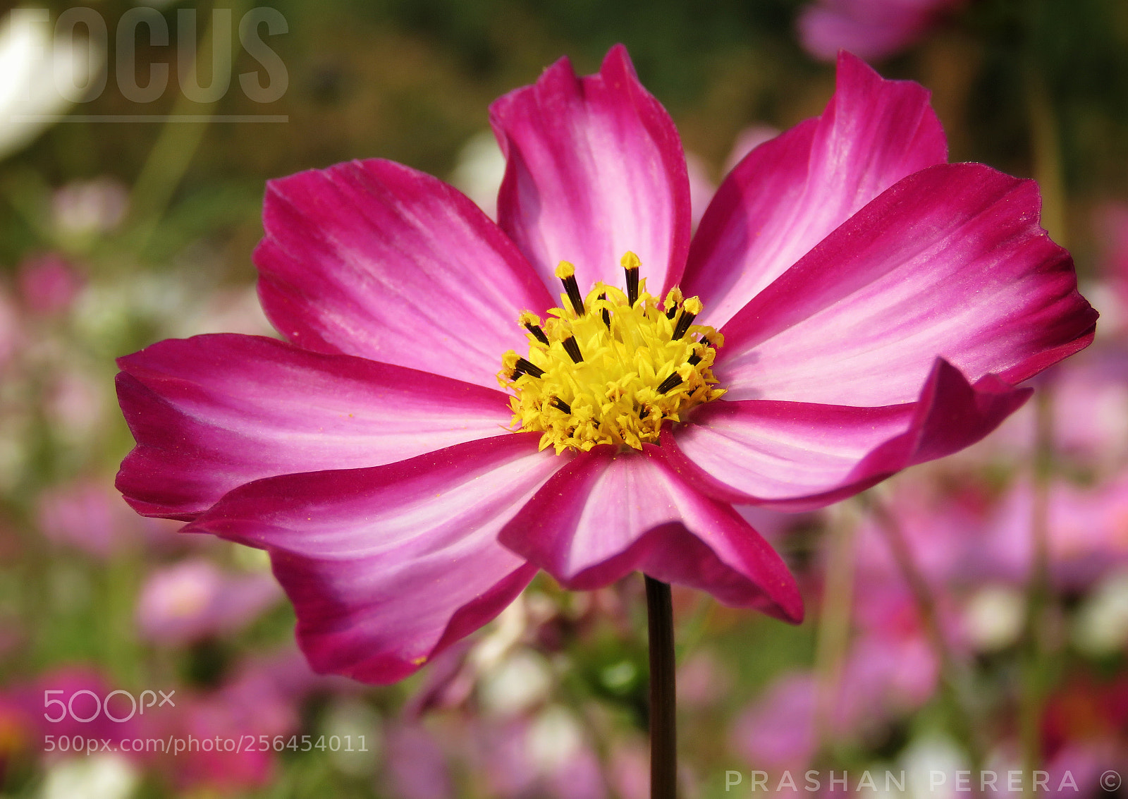 Canon PowerShot SX60 HS sample photo. A story of petals photography