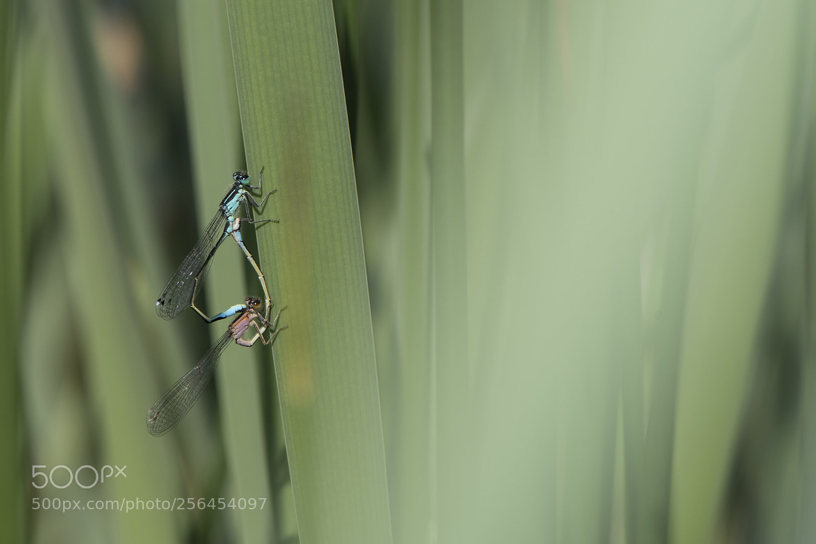Nikon D500 sample photo. Agrion photography