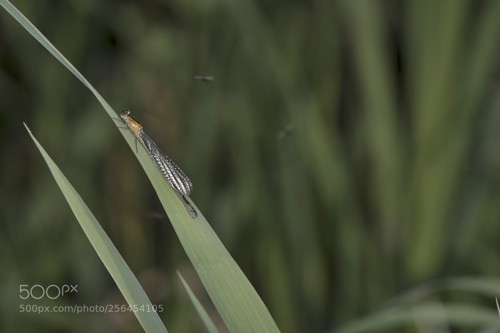 Nikon D500 sample photo. Agrion photography