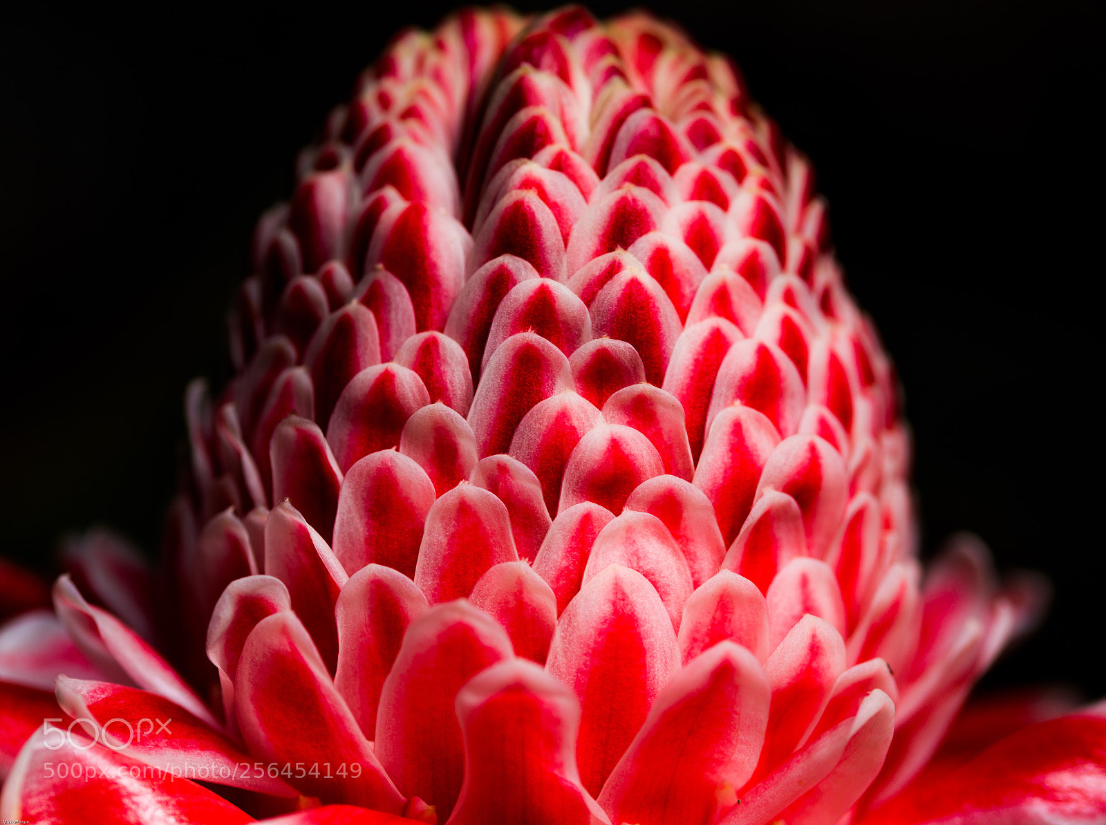 Canon EOS 6D sample photo. Etlingera elatior photography