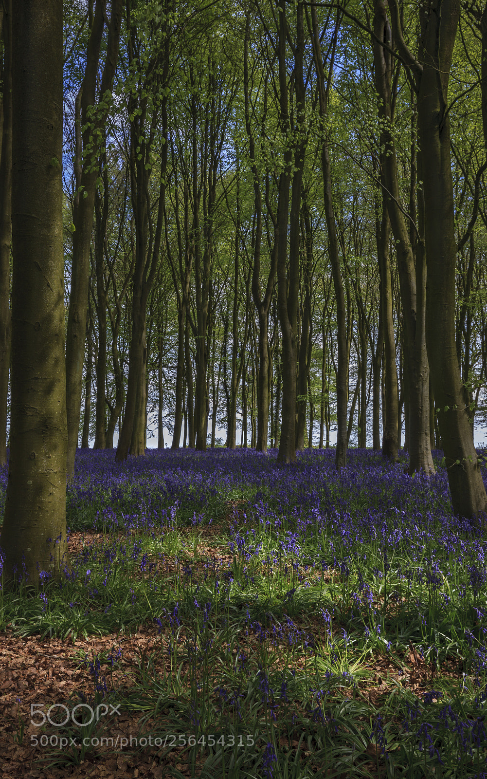 Canon EOS-1Ds Mark III sample photo. Dappled bluebells photography
