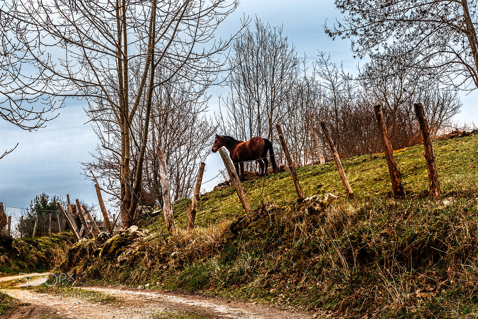 Olympus OM-D E-M5 sample photo. Horse and meadow photography