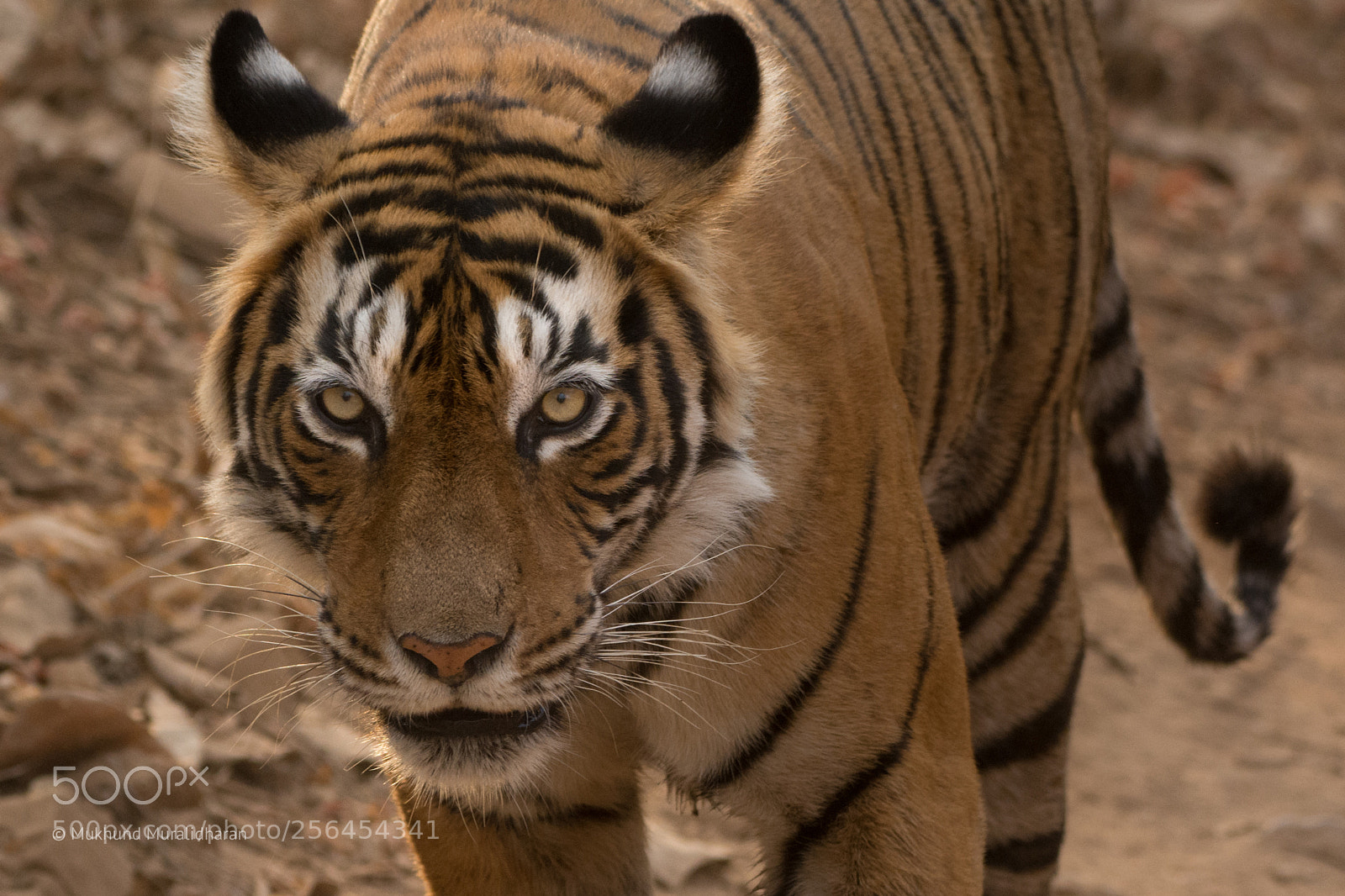 Nikon D7100 sample photo. Head on photography