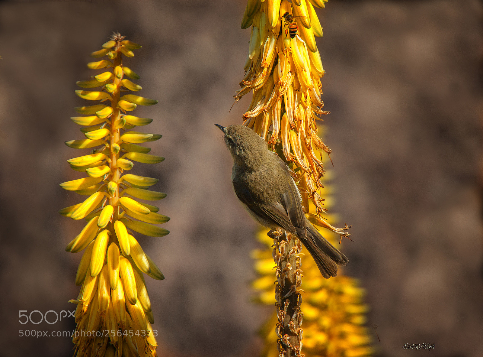 Sony Alpha DSLR-A290 sample photo. Mosquitero photography