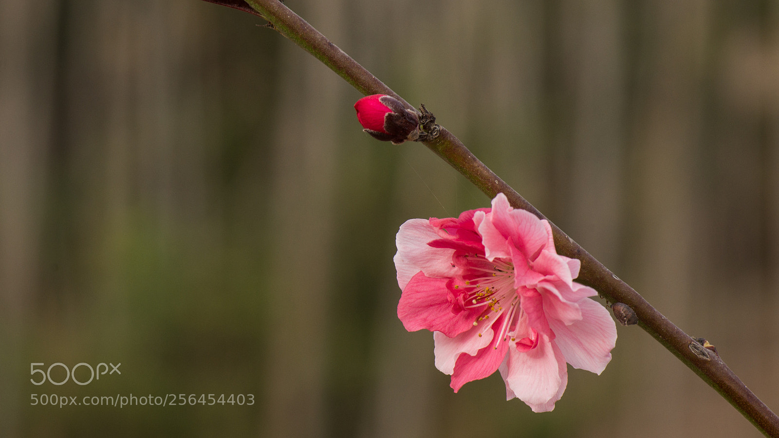 Nikon D800E sample photo. Peach blossom of second photography