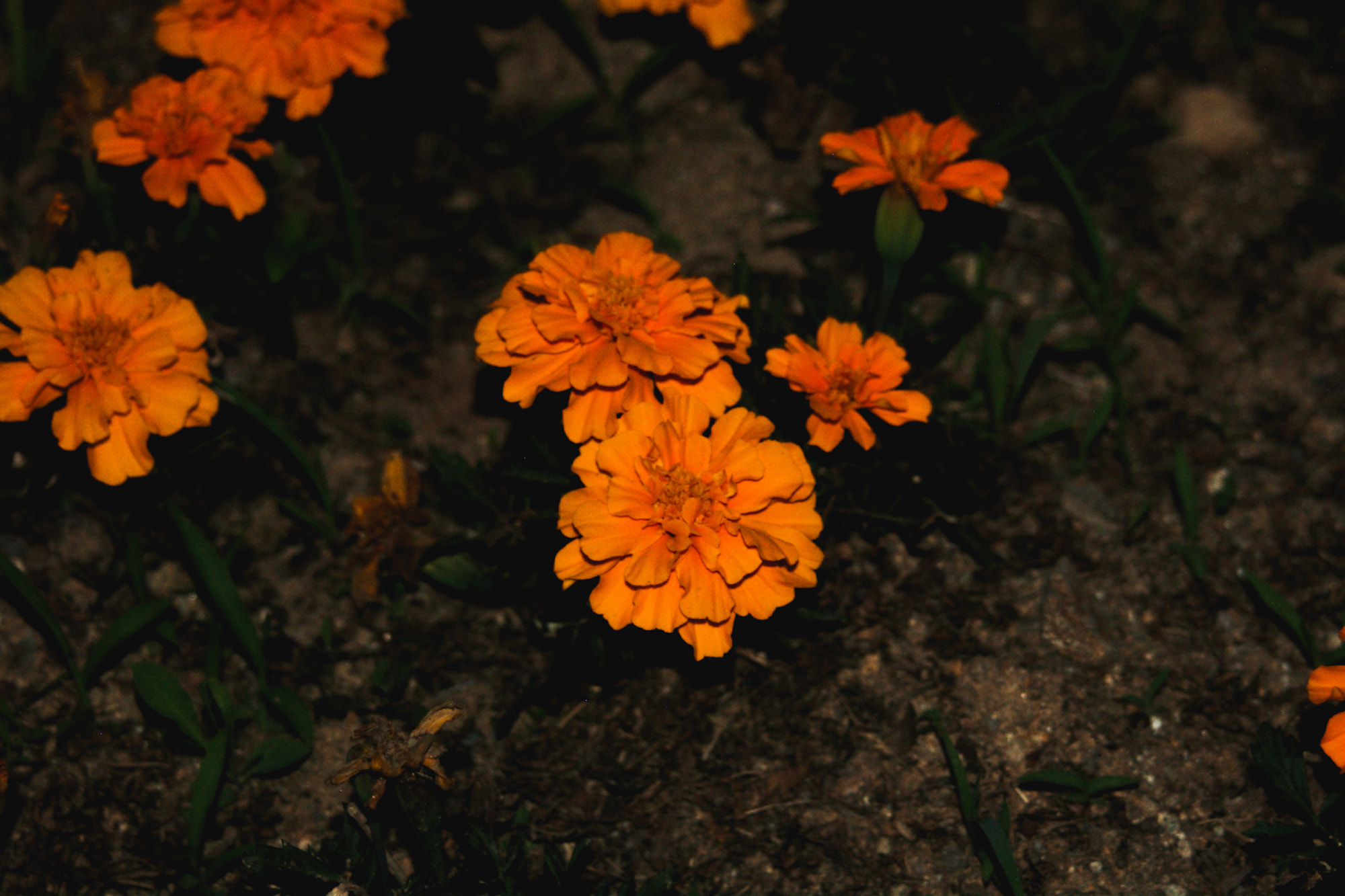 Pentax *ist D sample photo. Flowers at night vii photography