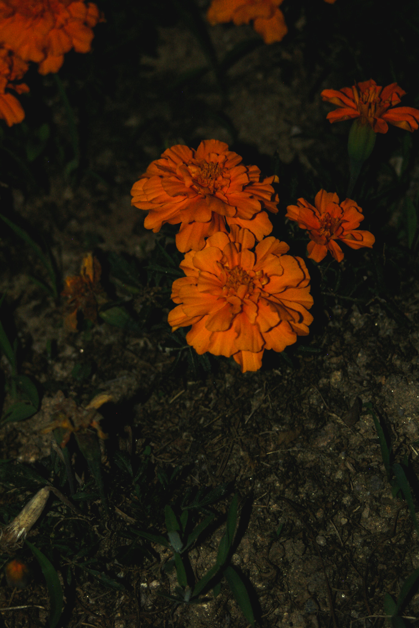 Pentax *ist D sample photo. Flowers at night viii photography