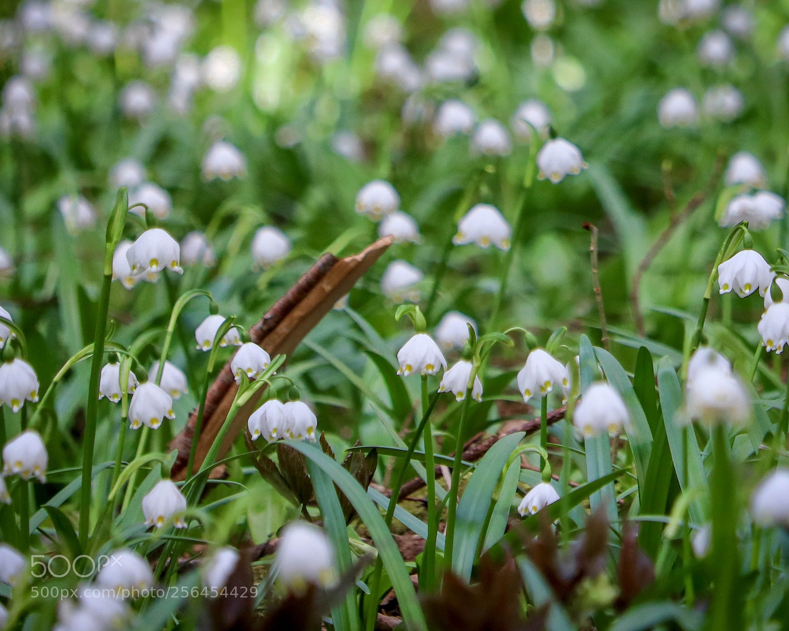 Canon EOS 750D (EOS Rebel T6i / EOS Kiss X8i) sample photo. Nicht nur ein paar... photography