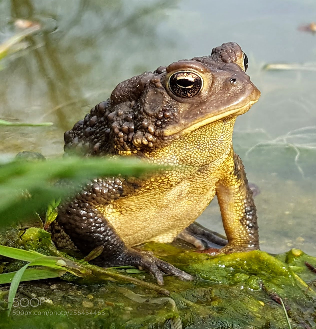 Samsung Galaxy S6 sample photo. Bull frog photography