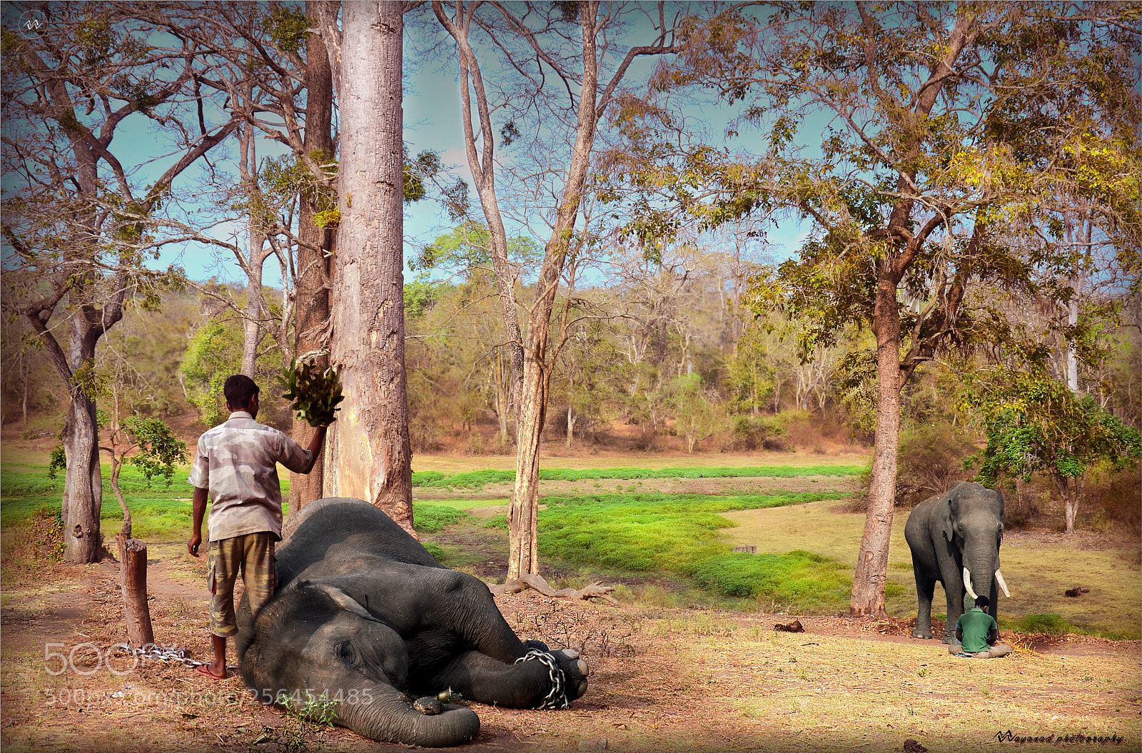Nikon D7000 sample photo. Elephant bandipur photography