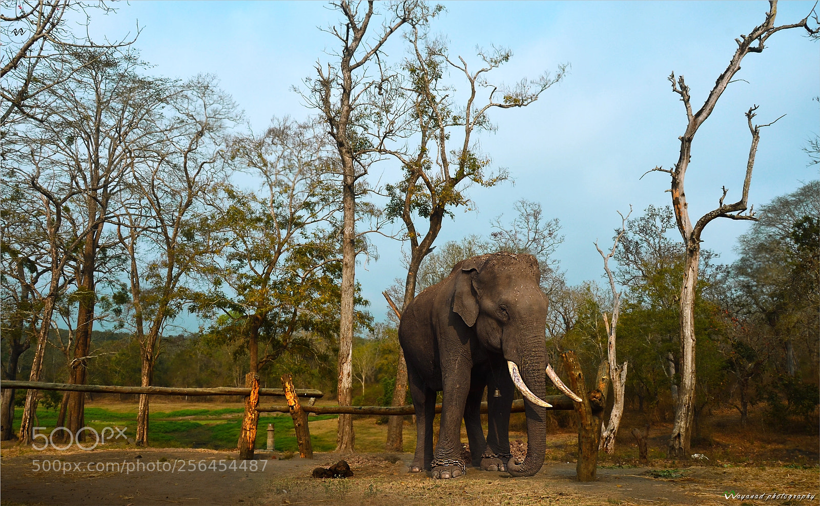 Nikon D7000 sample photo. Elephant single bandipure photography