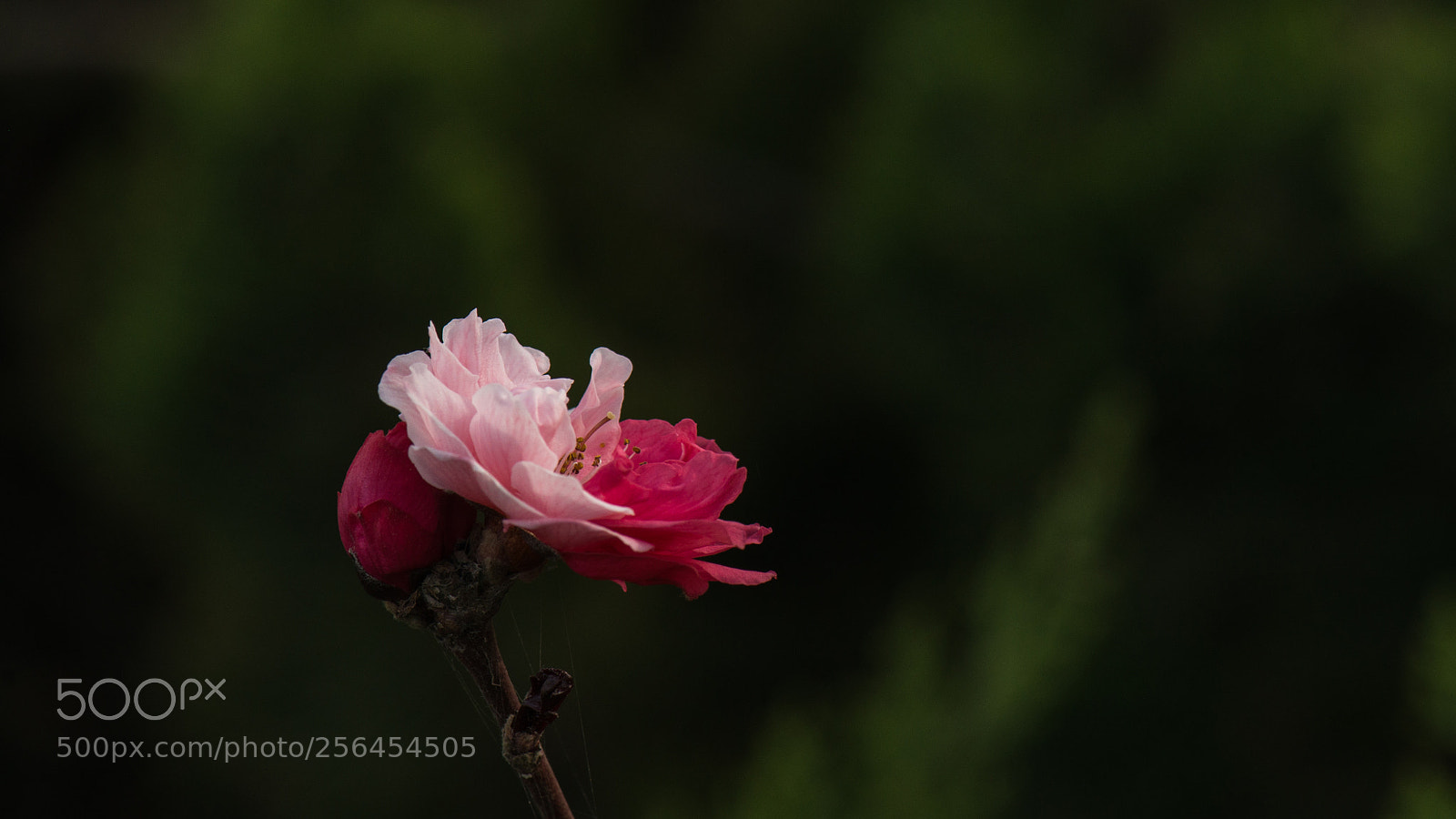 Nikon D800E sample photo. Peach blossom of second photography