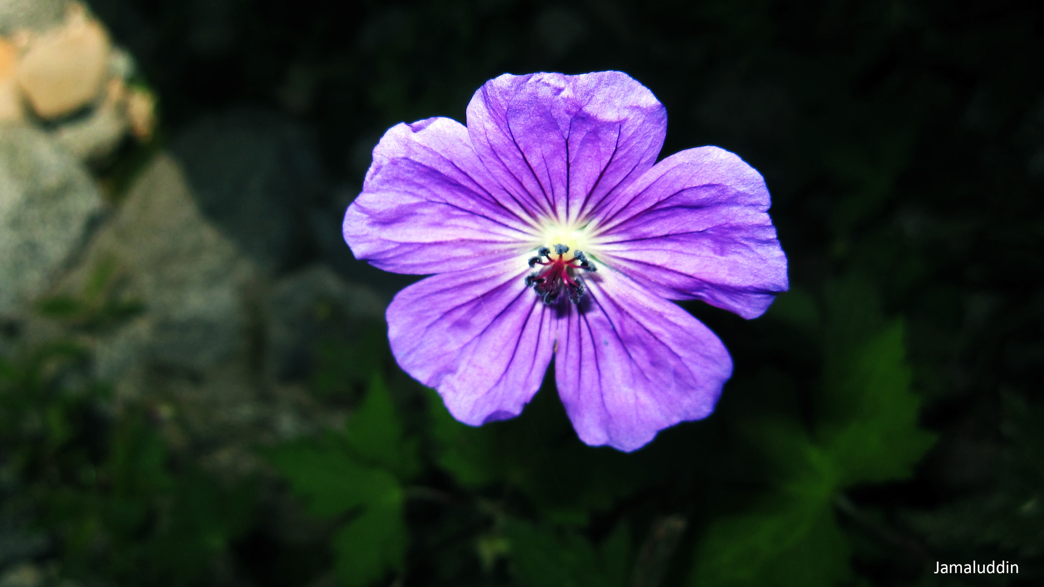 Canon PowerShot SD880 IS (Digital IXUS 870 IS / IXY Digital 920 IS) sample photo. Flower photography