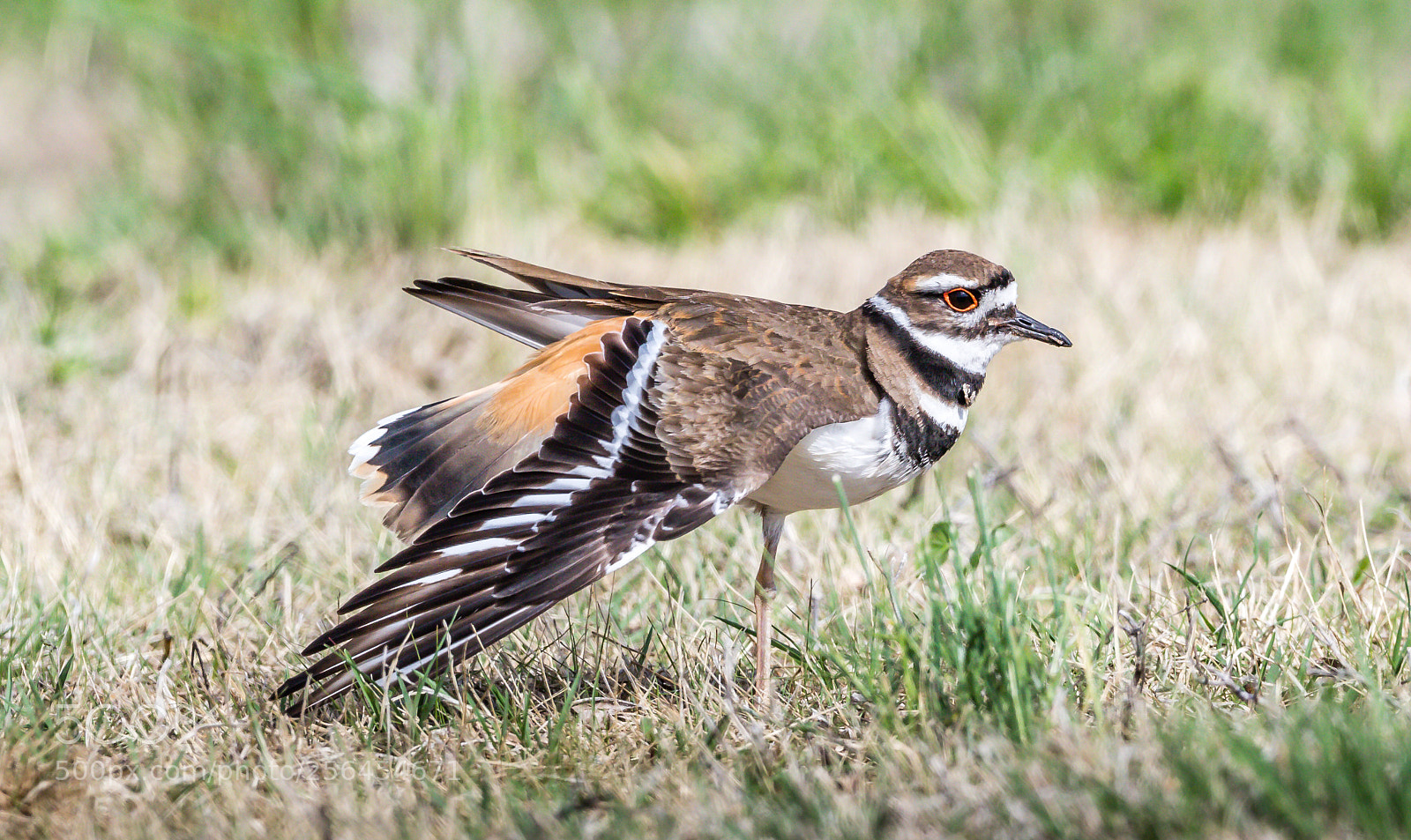 Canon EOS 7D Mark II sample photo. Killdeer photography