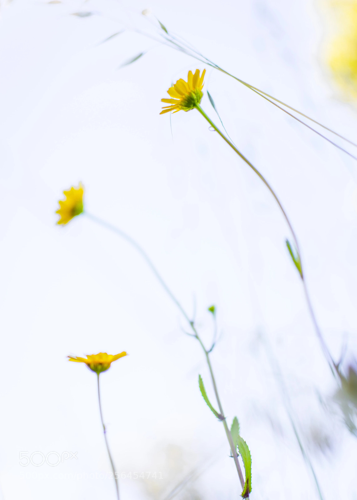 Nikon D5300 sample photo. Mayo florido.../may flowery photography