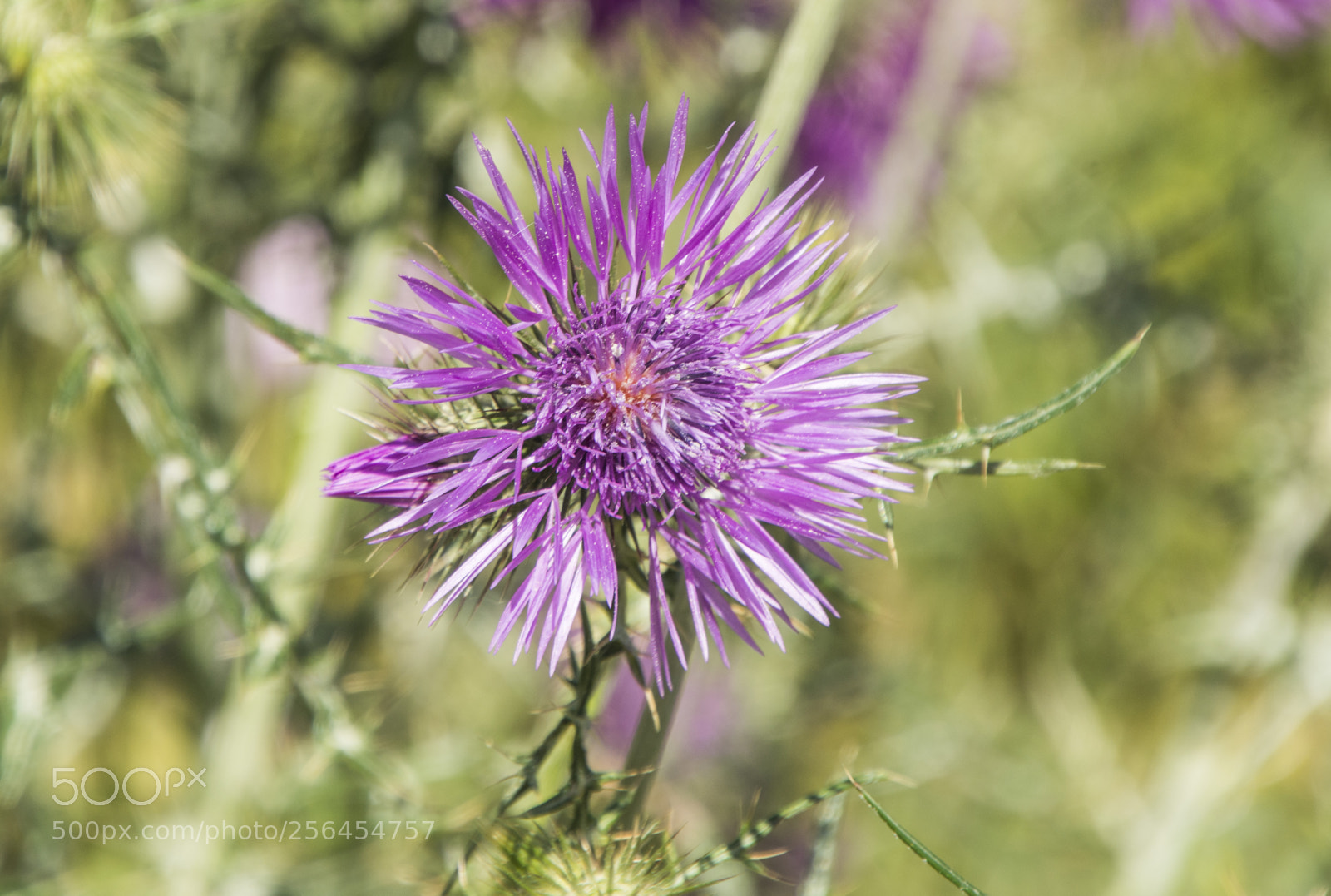 Nikon D7200 sample photo. Cardo photography