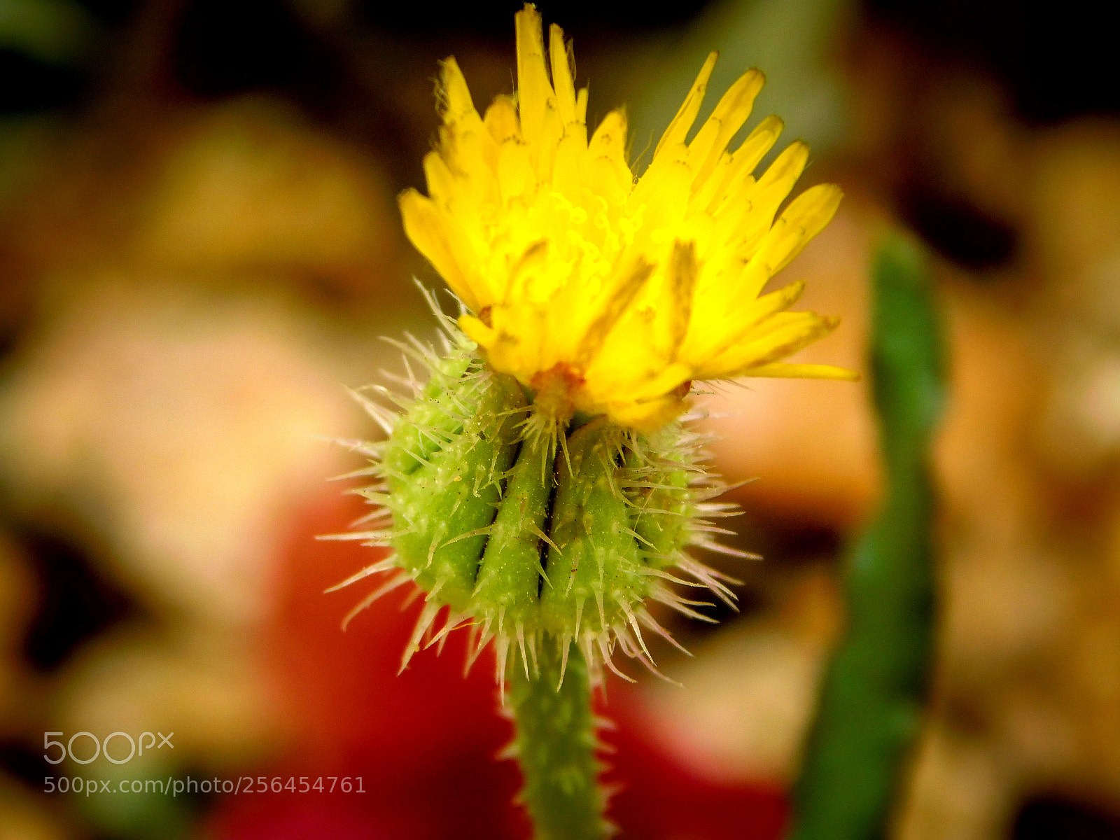 Nikon Coolpix B500 sample photo. Dandelion photography