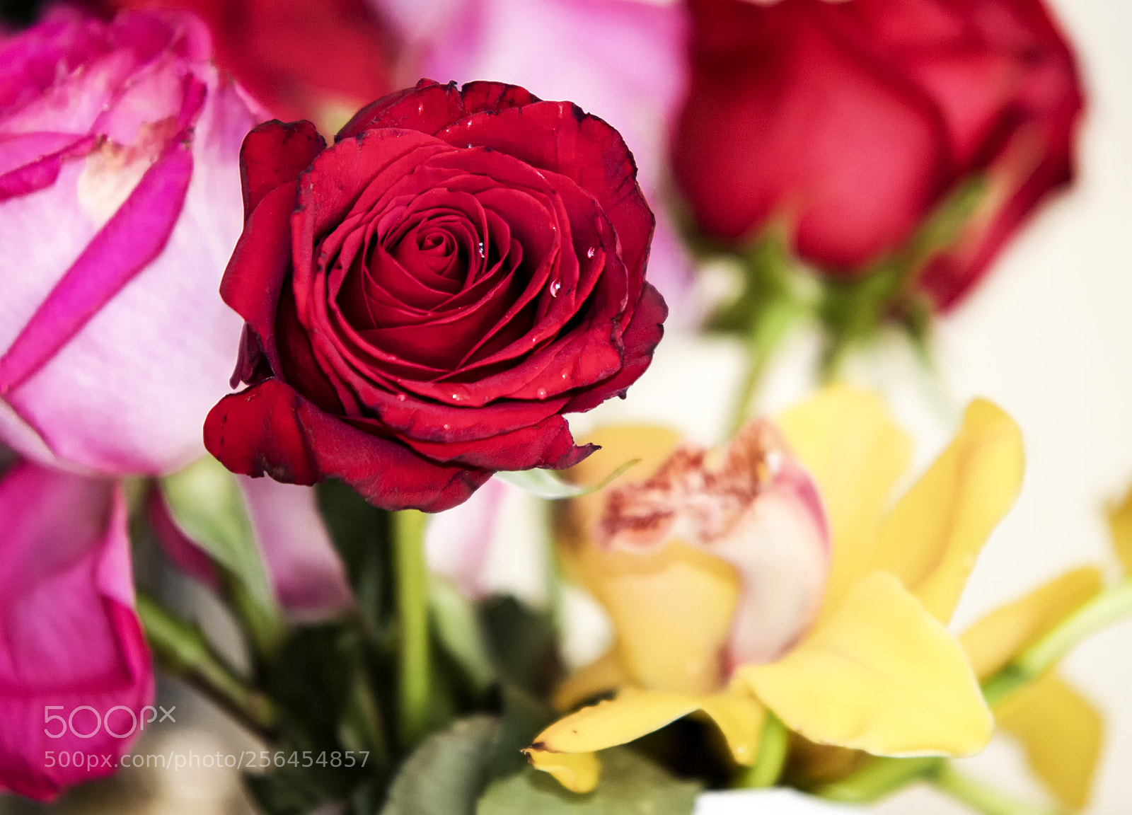 Canon EOS 6D Mark II sample photo. Flowers photography