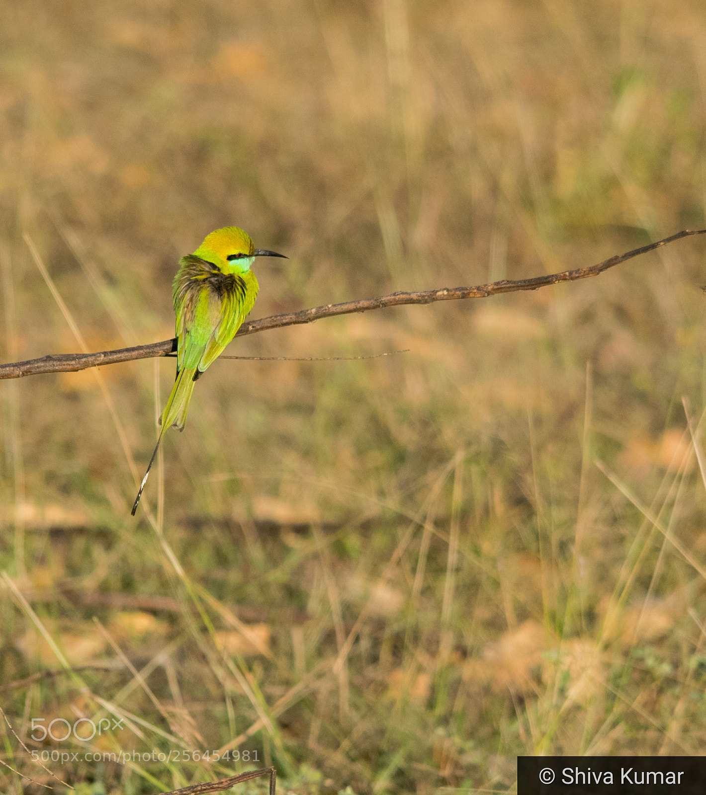 Nikon D3300 sample photo. Green bee-eater photography