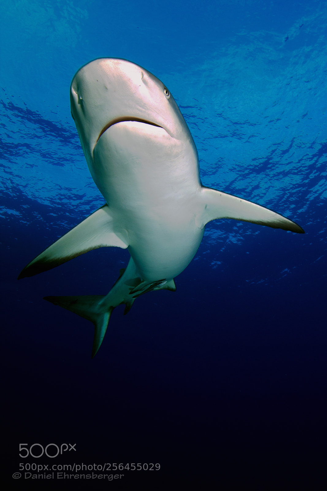 Canon EOS 550D (EOS Rebel T2i / EOS Kiss X4) sample photo. Caribbean riff shark at photography