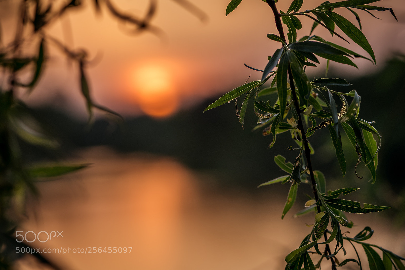 Nikon D750 sample photo. Tanew river photography