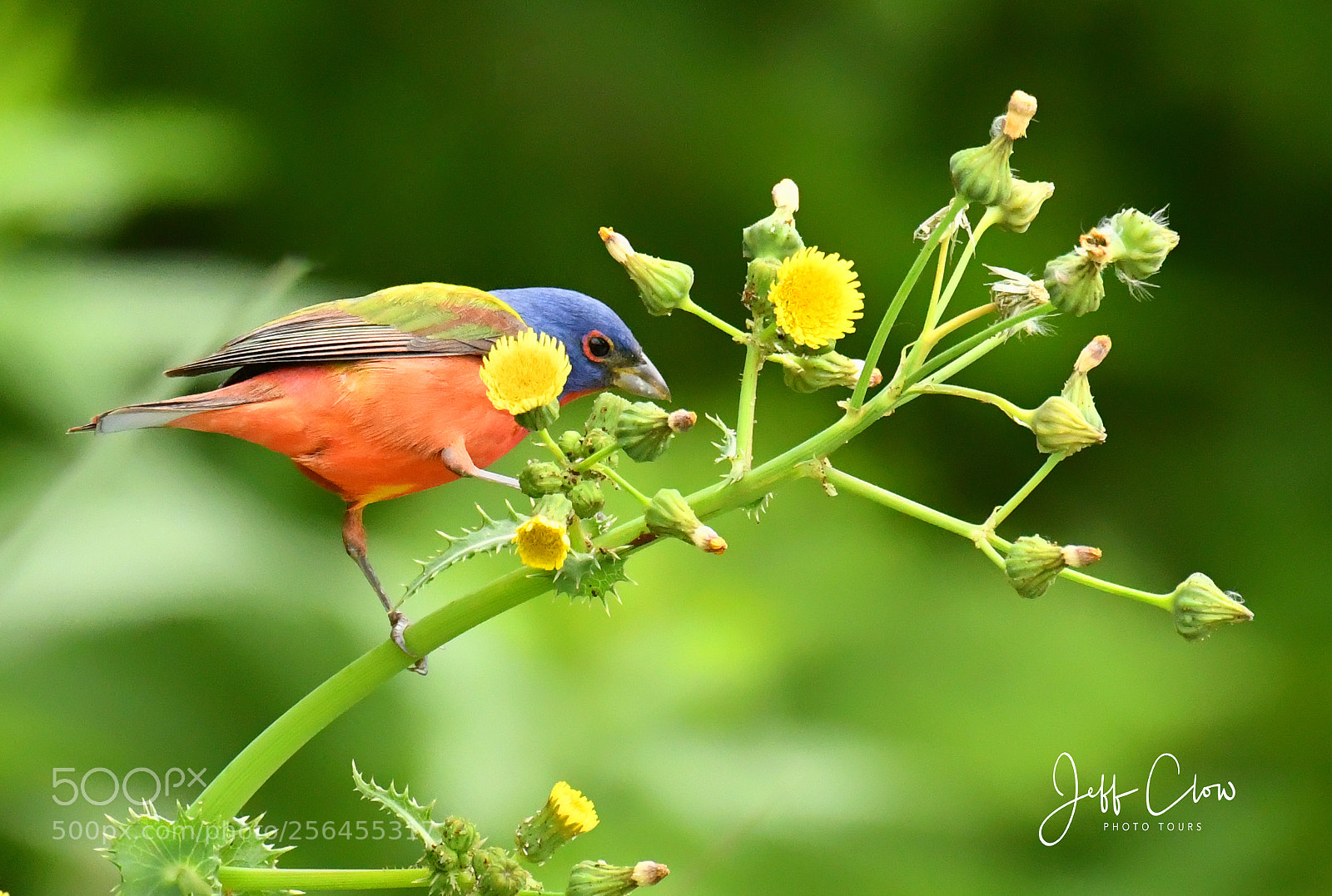 Nikon D500 sample photo. Bunting in the flowers photography