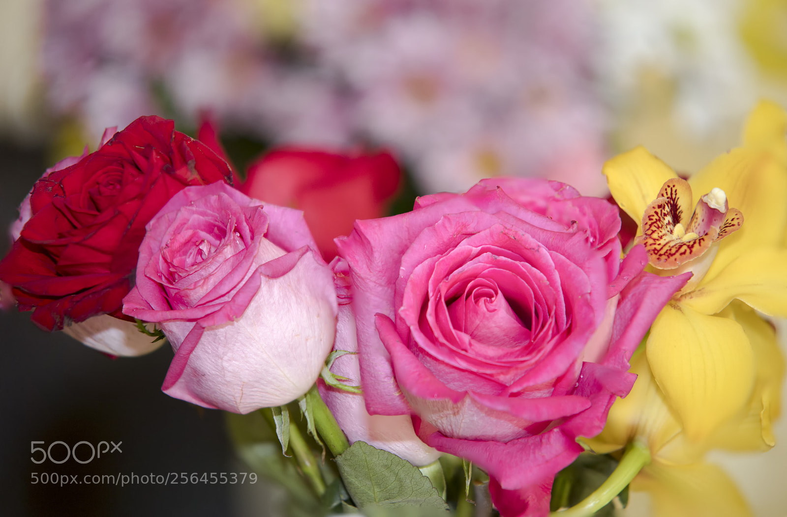 Canon EOS 6D Mark II sample photo. Flowers photography