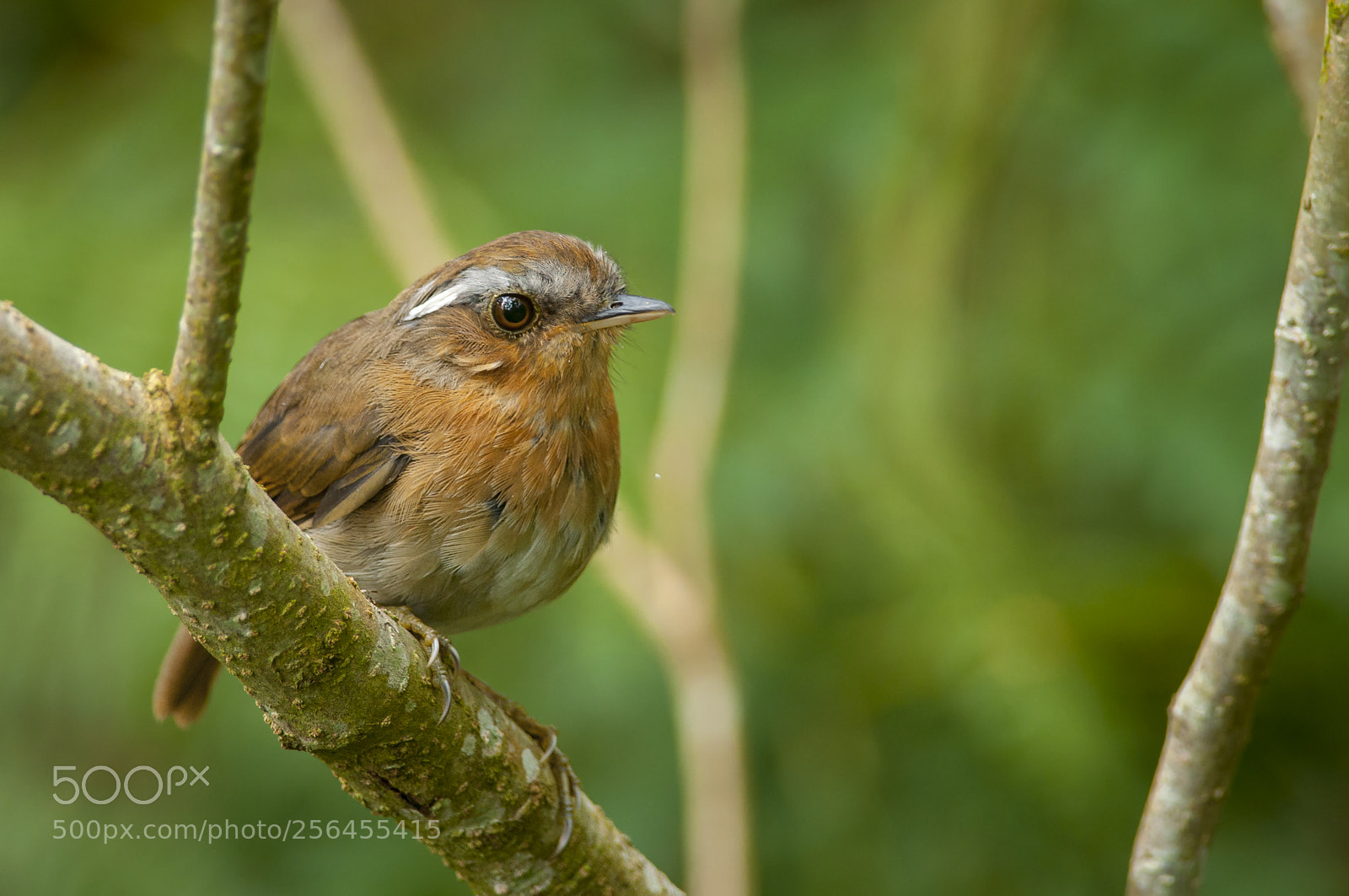 Nikon D5000 sample photo. Rufous gnateater photography
